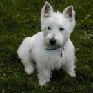 Taxi - West Highland White Terrier (Westie, White Terrier  - Mâle