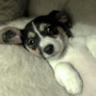 Baya - Jack Russell Terrier (Jack Russell d'Australie)  - Femelle