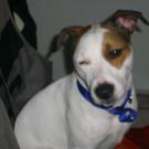 Junior - Jack Russell Terrier (Jack Russell d'Australie)  - Mâle