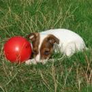 Pigu - Jack Russell Terrier (Jack Russell d'Australie)  - Femelle stérilisée