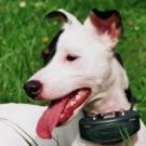 Pepite - Jack Russell Terrier (Jack Russell d'Australie)  - Femelle