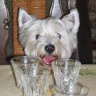 Vanille - West Highland White Terrier (Westie, White Terrier  - Femelle stérilisée