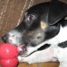 Djak - Jack Russell Terrier (Jack Russell d'Australie)  - Mâle