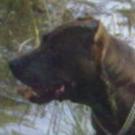 Radja - American Staffordshire Terrier (Staffordshire Terr  - Femelle stérilisée