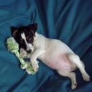 Bali - Jack Russell Terrier (Jack Russell d'Australie)  - Femelle stérilisée