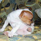 Baccarat - Jack Russell Terrier (Jack Russell d'Australie)  - Femelle