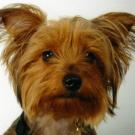 Chanel - Yorkshire Terrier  - Femelle