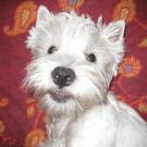 Gabin - West Highland White Terrier (Westie, White Terrier  - Mâle
