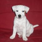 Elfie - Jack Russell Terrier (Jack Russell d'Australie)  - Femelle