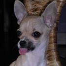 Fany - Chihuahua (Chihuahueño)  - Femelle