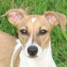 Canelle - Jack Russell Terrier (Jack Russell d'Australie)  - Femelle