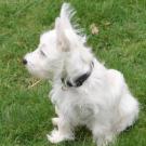 Diouk - West Highland White Terrier (Westie, White Terrier  - Mâle