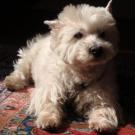 Patton - West Highland White Terrier (Westie, White Terrier  - Mâle