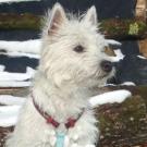 Dahna - West Highland White Terrier (Westie, White Terrier  - Femelle