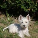 Daisy - West Highland White Terrier (Westie, White Terrier  - Femelle