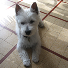 Chanel - West Highland White Terrier (Westie, White Terrier  - Femelle stérilisée