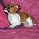 Calie - Jack Russell Terrier (Jack Russell d'Australie)  - Femelle stérilisée