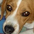Venus - Beagle  - Femelle stérilisée