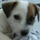 Prune - Jack Russell Terrier (Jack Russell d'Australie)  - Femelle