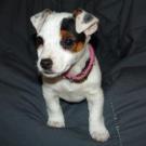 Effie de la petite holywood - Jack Russell Terrier (Jack Russell d'Australie)  - Femelle