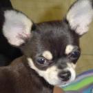 Baxter - Chihuahua (Chihuahueño)  - Mâle