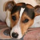 Corto - Jack Russell Terrier (Jack Russell d'Australie)  - Mâle