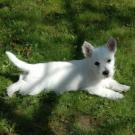 Norah - West Highland White Terrier (Westie, White Terrier  - Femelle