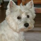 Sushi - West Highland White Terrier (Westie, White Terrier  - Femelle