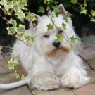 Velours - West Highland White Terrier (Westie, White Terrier  - Mâle
