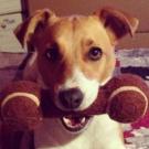 Epice - Jack Russell Terrier (Jack Russell d'Australie)  - Femelle