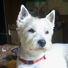 Betty - West Highland White Terrier (Westie, White Terrier  - Femelle