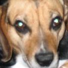 Cajou - Beagle  - Mâle