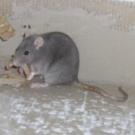 Indira - Rat  - Femelle