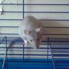 Chipie - Rat  - Femelle
