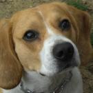 Luna - Beagle  - Femelle stérilisée
