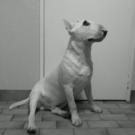 Hugh hefner - Bull Terrier (English Bull Terrier)  - Mâle