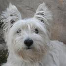 Diane - West Highland White Terrier (Westie, White Terrier  - Femelle stérilisée