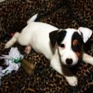 Dixy - Jack Russell Terrier (Jack Russell d'Australie)  - Femelle stérilisée