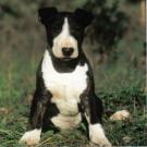 Vargas bébé - Bull Terrier (English Bull Terrier)  - Mâle