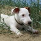 Enio - Jack Russell Terrier (Jack Russell d'Australie)  - Mâle