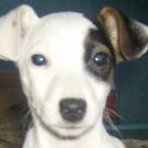 Dior - Jack Russell Terrier (Jack Russell d'Australie)  - Femelle