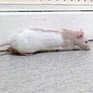 Croquette - Rat  - Femelle
