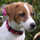 Elliott - Jack Russell Terrier (Jack Russell d'Australie)  - Mâle