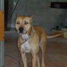 Paquita - American Staffordshire Terrier (Staffordshire Terr  - Femelle stérilisée