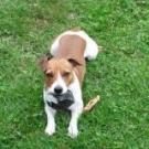 Droopy - Jack Russell Terrier (Jack Russell d'Australie)  - Mâle