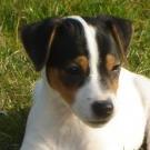 Eïko - Jack Russell Terrier (Jack Russell d'Australie)  - Mâle