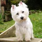 Blossom - West Highland White Terrier (Westie, White Terrier  - Femelle