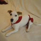Deepsy - Jack Russell Terrier (Jack Russell d'Australie)  - Femelle