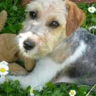 Briska - Fox Terrier  - Femelle stérilisée