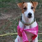 Dixie - Jack Russell Terrier (Jack Russell d'Australie)  - Femelle stérilisée
